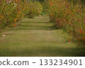 Autumn path with cosmos blooming 133234901