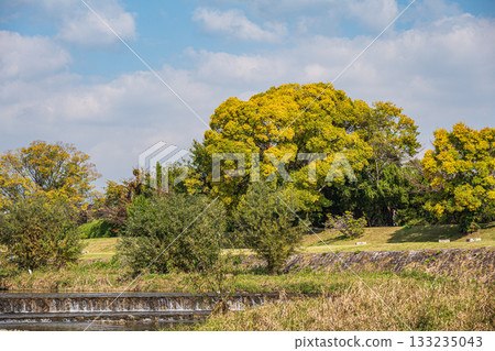 Autumn scenery of the Kamo River with yellow leaves 133235043