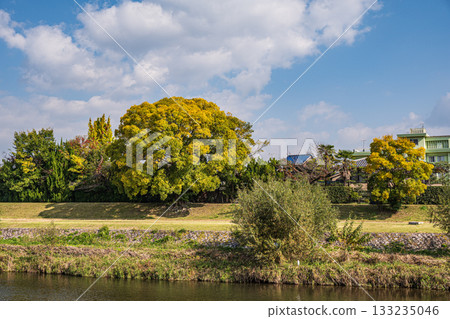 Autumn scenery of the Kamo River with yellow leaves Autumn scenery of the Kamo River with yellow leaves 133235046