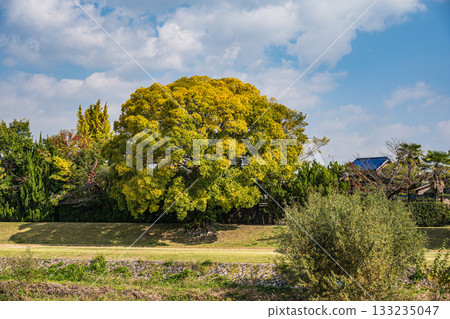 Autumn scenery of the Kamo River with yellow leaves Autumn scenery of the Kamo River with yellow leaves 133235047