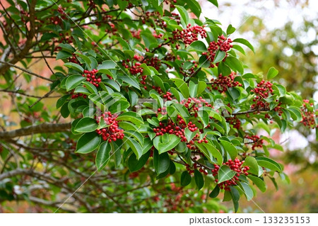 新鮮水果 新鮮水果 133235153