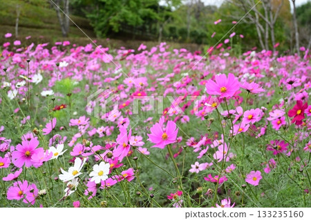 Late autumn cosmos 133235160