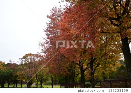 Autumn leaves of Momigiba Fut 133235169