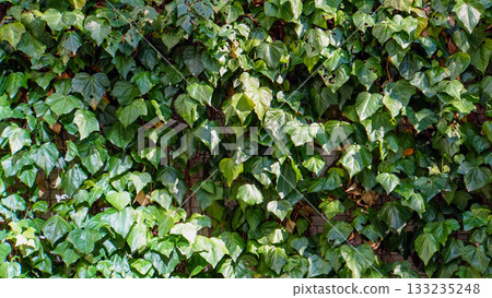 Deep, dark green ivy leaves covering a brown brick wall Deep, dark green ivy leaves covering a brown brick wall 133235248