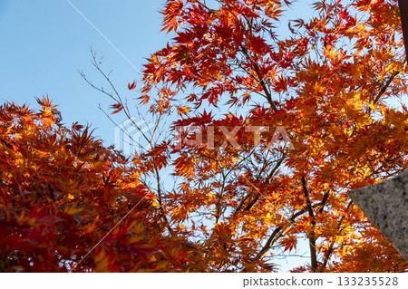 在紅色變成紅色的Momige 133235528