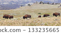 Bisons in Lamar Valley, Yellowstone National Park, USA 133235665