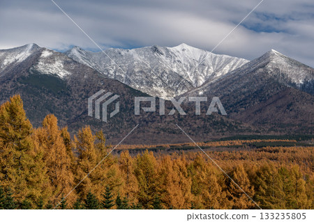 Autumn leaves of larch trees and the first snow on the mountains Autumn leaves of larch trees and the first snow on the mountains 133235805