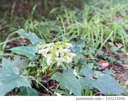 一種形狀像白黃色秋季茉莉的野花。位於廣島縣秋田市龍峽。 133235946