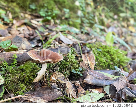 Mushrooms growing along the promenade at Ryuzukyo Gorge in Akiota, Hiroshima Prefecture. Mushrooms growing along the promenade at Ryuzukyo Gorge in Akiota, Hiroshima Prefecture. 133235948