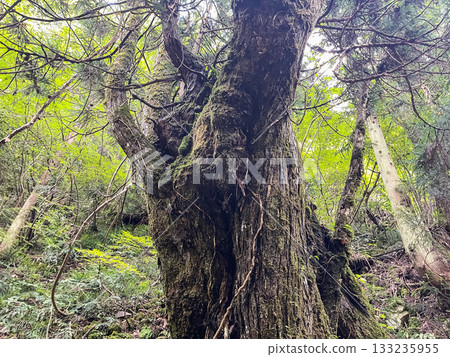 廣島縣秋田市龍峽的一棵名為桂樹的粗壯落葉喬木。 133235955