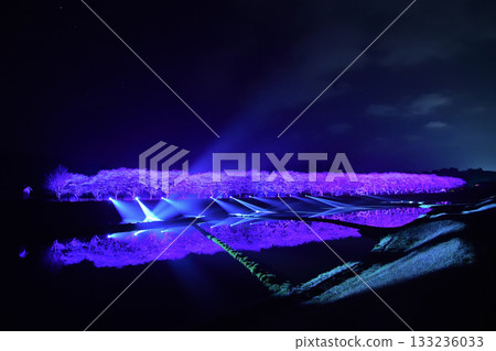 Cherry blossom trees in Yusui Town 133236033