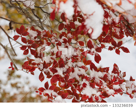 Memories of autumn, signs of winter 133236039