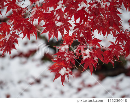 Seasonal gradation 133236048