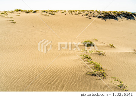 <<Shizuoka Prefecture>> Nakatajima Sand Dunes - Scenery under clear skies <<Shizuoka Prefecture>> Nakatajima Sand Dunes - Scenery under clear skies 133236141