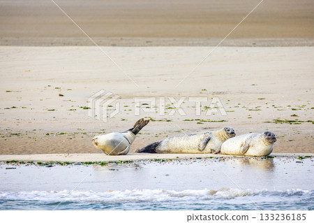 Eierland, De Cocksdorp, Texel, The Netherlands, Oktober 28th, 2024, Seals Resting Peacefully on the 133236185