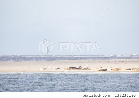 A Serene Coastal View featuring a Beautiful Sandy Shoreline and Distant Seals can be seenEierland 133236186