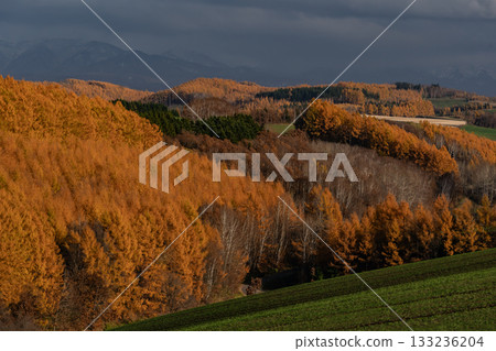 落葉之地 落葉之地 133236204