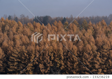 落葉之地 133236219