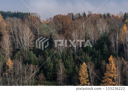 落葉之地 133236222