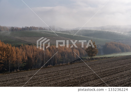 Land of Larch Leaves Land of Larch Leaves 133236224