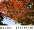 Autumn leaves illuminated by the setting sun 133236236