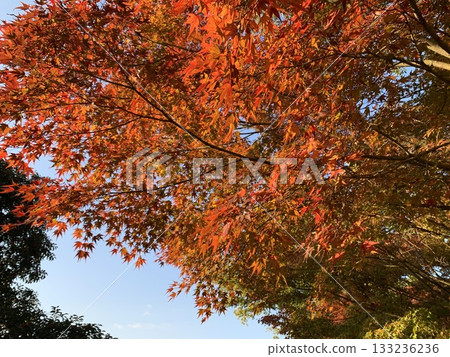 落日照亮的秋葉 落日照亮的秋葉 133236236