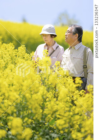 Senior couple sightseeing in a field of rapeseed flowers in full bloom (strong retouching version) Senior couple sightseeing in a field of rapeseed flowers in full bloom (strong retouching version) 133236347