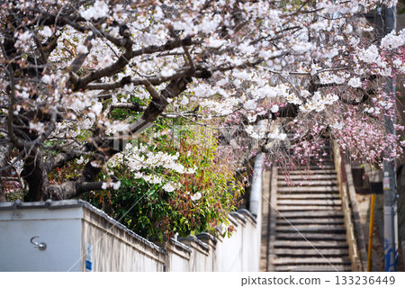 Spring scenery of Kuchinawazaka 133236449