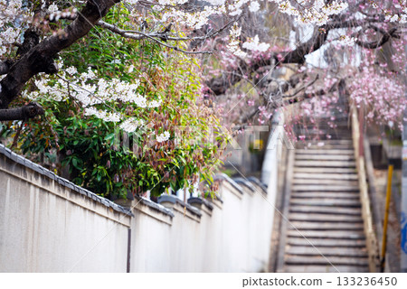 口川坂的春景 133236450