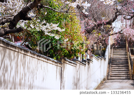 口川坂的春景 133236455