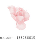 Watercolor illustration with a pink rose flower, a delicate soft colors 133236615