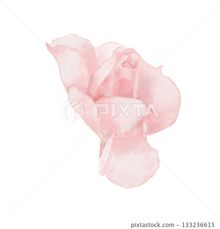 Watercolor illustration with a pink rose flower, a delicate soft colors 133236615