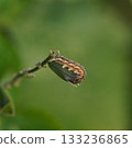 Bollworm larva 133236865