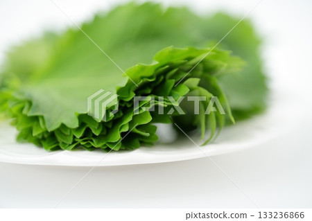 一片翠綠的紫蘇葉（從側面看到的紫蘇葉叢） 133236866