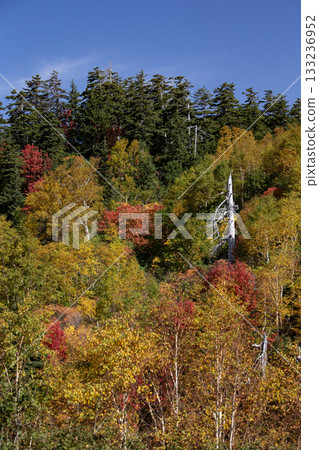 Spectacular autumn foliage at Ryounkaku Spectacular autumn foliage at Ryounkaku 133236952