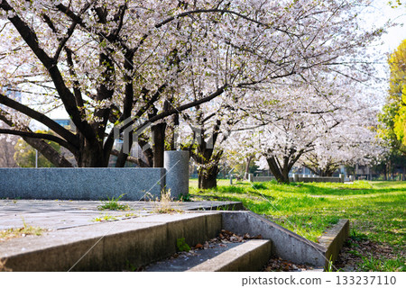 Naniwa宮殿公園在春天 Naniwa宮殿公園在春天 133237110