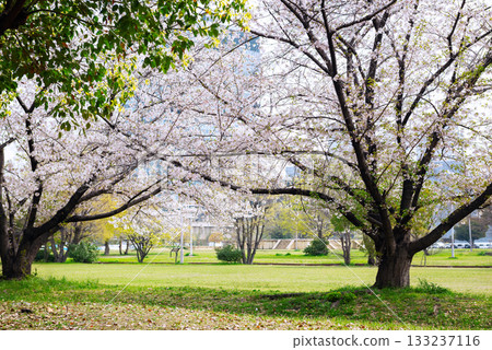 Naniwa Palace Park in spring Naniwa Palace Park in spring 133237116
