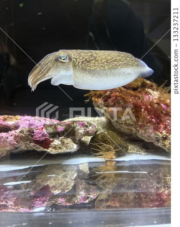 Syria Keika 133237211