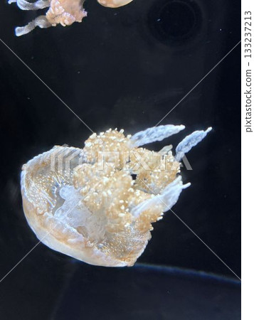 Tako水母 133237213