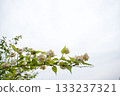 A refreshing background material with pale spring flowers and a wide sky. Natural scenery. 133237321
