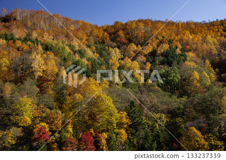 Autumn leaves of Toyohira Gorge Autumn leaves of Toyohira Gorge 133237339