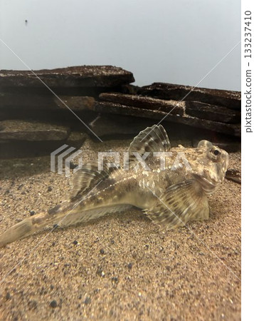 北極鹿角杜父魚 133237410