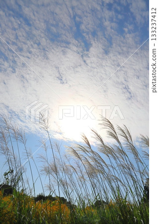 螽斯草、藍天、白雲、陽光 螽斯草、藍天、白雲、陽光 133237412