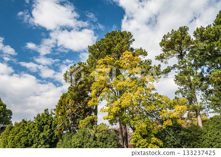Forest scenery along the Kamo River, Kyoto City 133237425