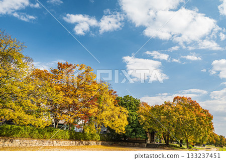 秋日鴨川，黃葉點綴其間，景色迷人。 133237451