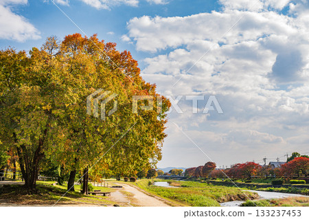 Autumn scenery of the Kamo River with yellow leaves 133237453