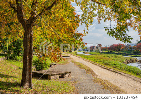 秋日鴨川，黃葉點綴其間，景色迷人。 133237454