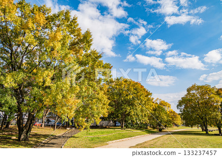 秋日鴨川，黃葉點綴其間，景色迷人。 133237457