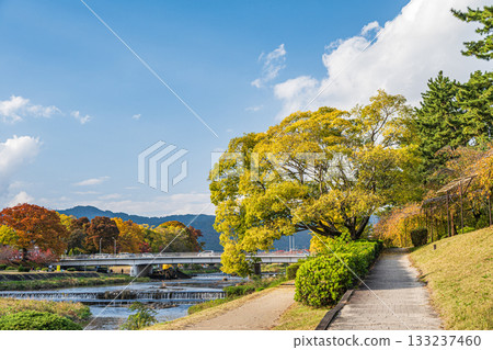 Autumn scenery of the Kamo River with yellow leaves 133237460