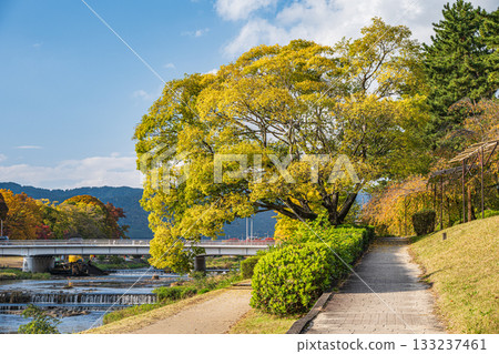 秋日鴨川，黃葉點綴其間，景色迷人。 133237461